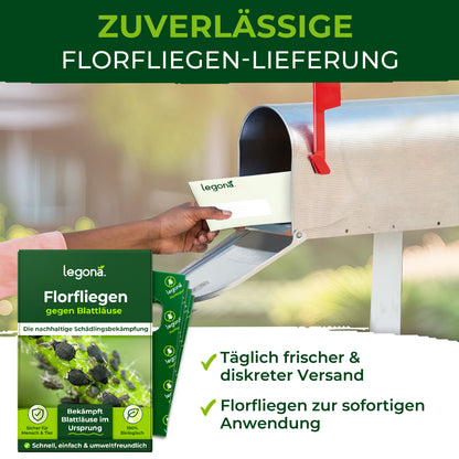 Florfliegenlarven gegen Blattläuse und Thripse