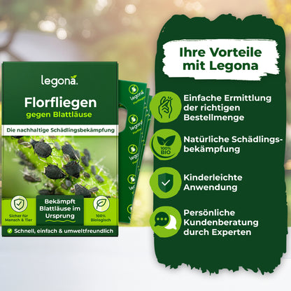 Florfliegenlarven gegen Blattläuse und Thripse